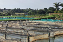 Buseesa-Community-Development-Organization-11-4