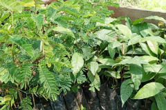 IMG_20240803_133504_6-1