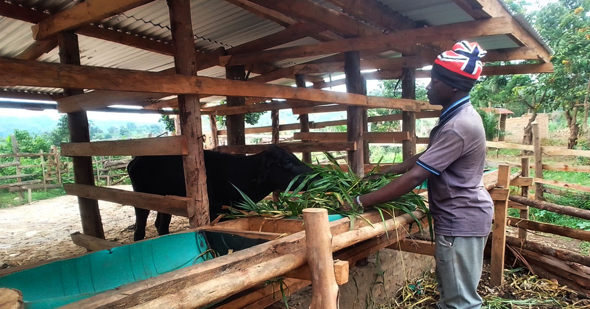 BCDO DEMO FARM INTEGRATES CATTLE FATTENING IN ITS PROGRAMS Busesa